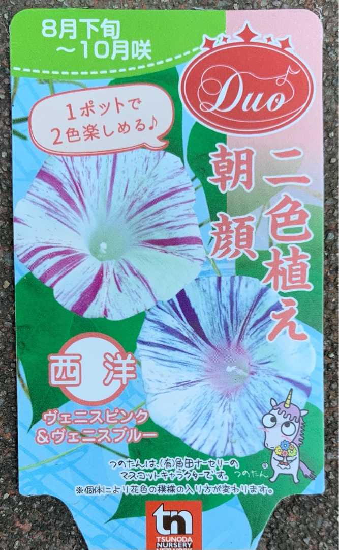 スプリットペタルのタネ採り | papuchi home - 楽天ブログ スプリットペタルのタネ採り | papuchi home - 楽天ブログ
