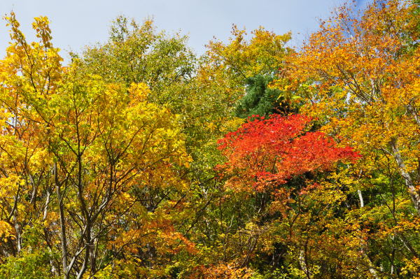 称名滝　紅葉