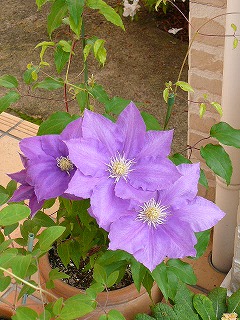 P1290325ss.jpg
