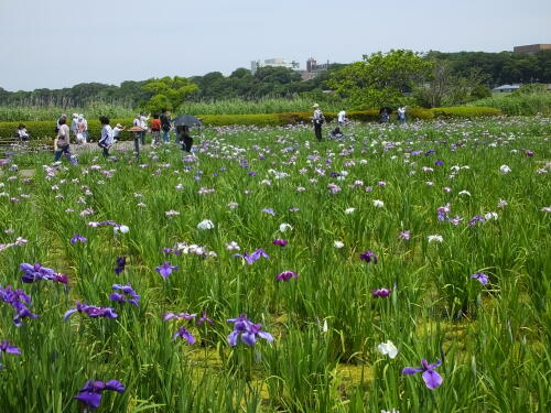 小岩菖蒲園にて