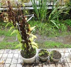 赤のグロリオサの球根の掘り上げ アリウム オストロスキャナムの球根の植付け のんびりガーデニング 楽天ブログ