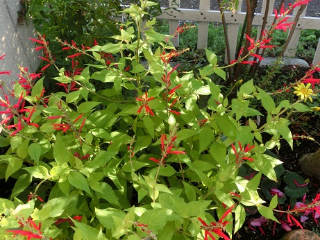 サルビア・エレガンス