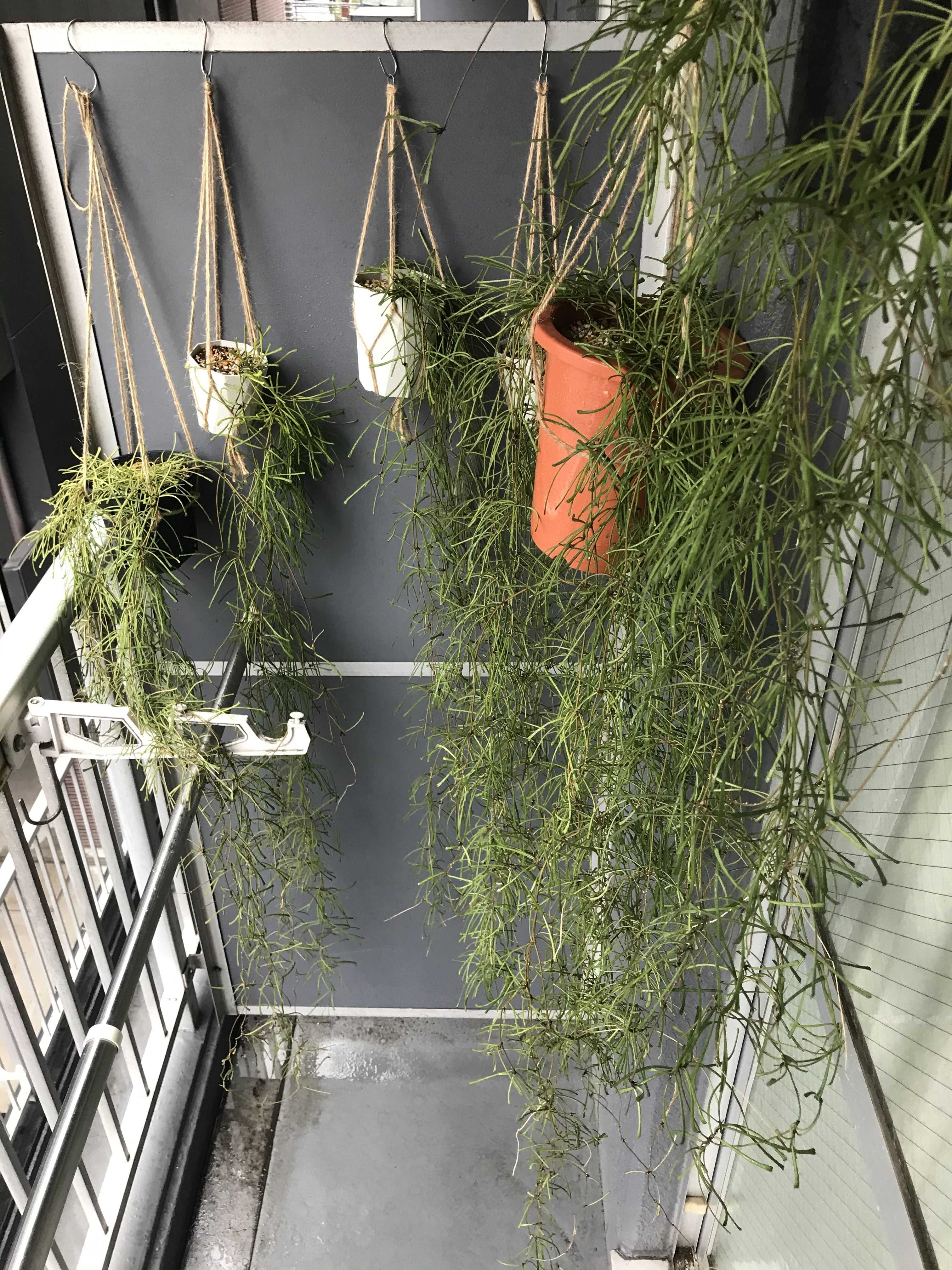 ホヤ レツーサの増やし方 挿し穂に挑戦 ペトペンチア 妻と二人の自宅園芸店 ラクマに出品するまでを紹介 楽天ブログ