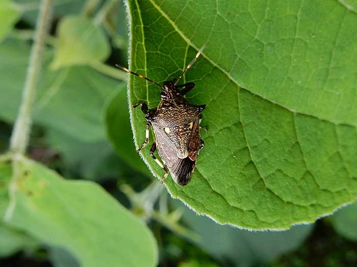 キュウシュウクチブトカメムシ1