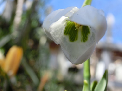 スノードロップ