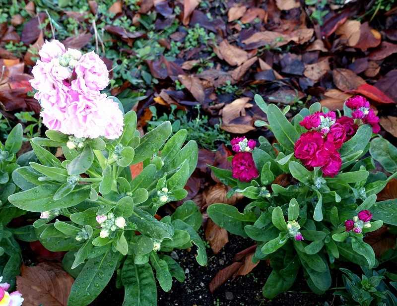 カテゴリ未分類 Gazengamaのブログ 散歩中に出合った花と趣味の陶芸作品 楽天ブログ