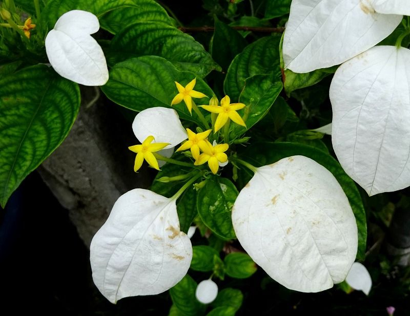 7月3日 今日の一花 その２ コンロンカ 崑崙花 Gazengamaのブログ 散歩中に出合った花と趣味の陶芸作品 楽天ブログ