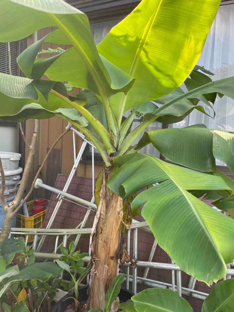 バナナ 南国気分 これからの時代は熱帯果樹栽培 楽天ブログ