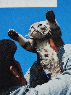 Let's 猫　須藤元気