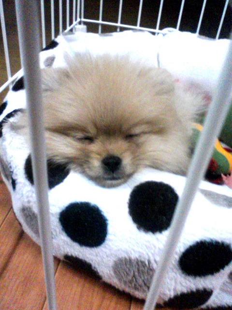 azuki1s-.jpg