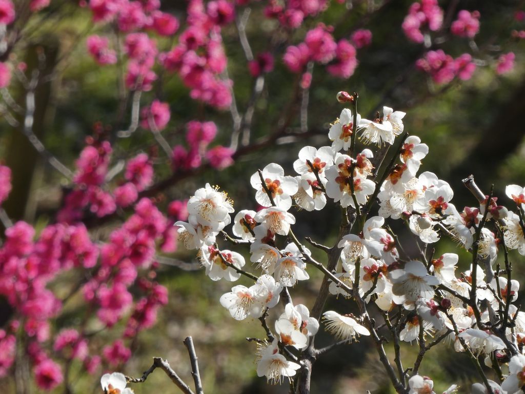 岡本梅林公園の梅がそろそろ見頃 大道無門 パソコンとインターネット 楽天ブログ