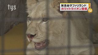 tysnews_whitelion.jpg
