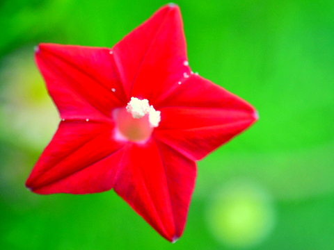 縷紅草の花一輪