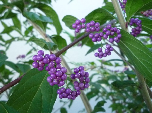 P1110979-1.JPG