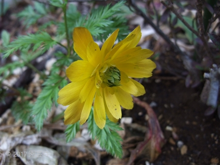 2017_03250003.jpg
