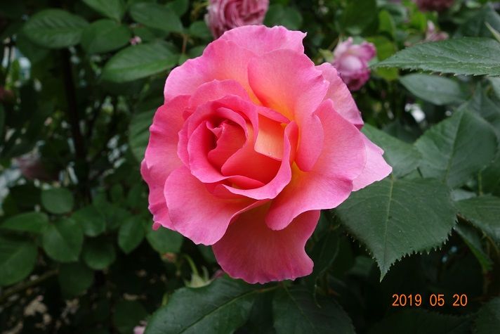 魅惑のバラ ピンクパラダイス バラと山野草 楽天ブログ