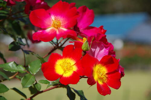 生田緑地ばら苑の秋薔薇