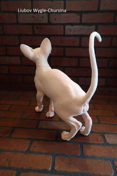 Sphinx cat by Liubov Wygle-Chursina