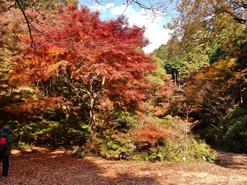 あじさい坂7.JPG