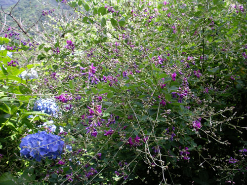 神戸 六甲山 秋の七草を探しに 花を訪ねる山旅 楽天ブログ