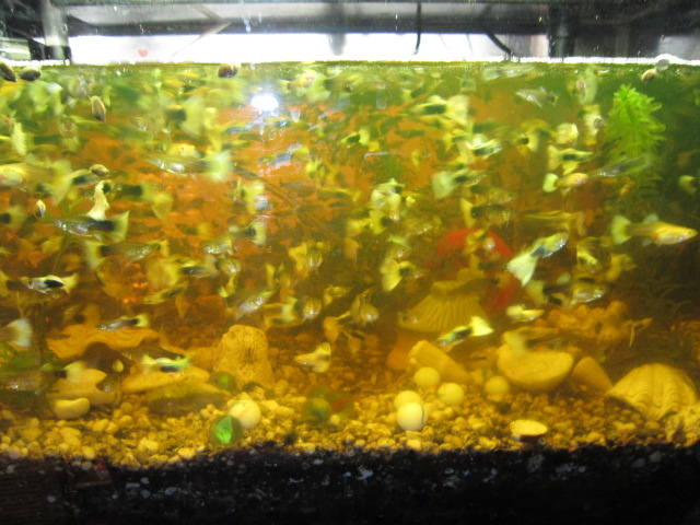 20130101熱帯魚.jpg