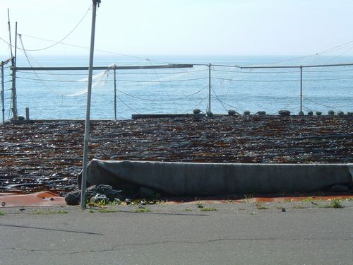 昆布の天日干し