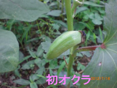オクラ２