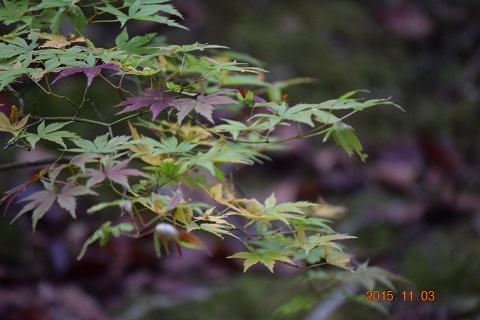 DSC_0161.JPG