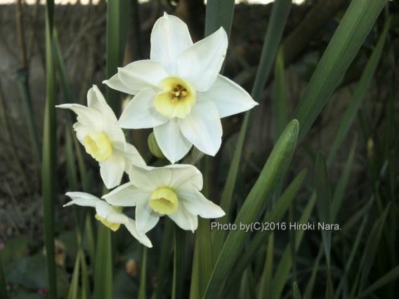 光景　sight0423　水仙　narcissus