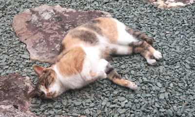 DSC_0776.jpg