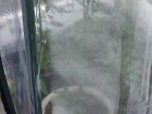 熱気で水蒸気が漂うミニトマトのビニールハウス
