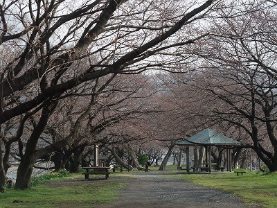 20130320桜並木