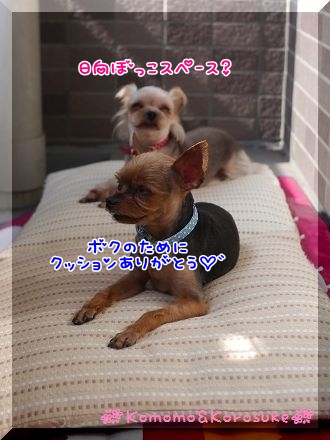 P1130850.jpg