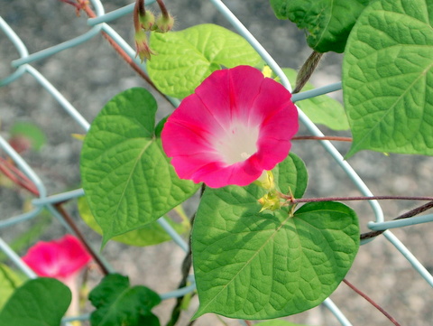 マルバアサガオの花-2