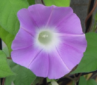 花２６.jpg