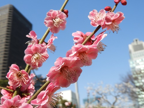 旧芝離宮恩賜庭園にて