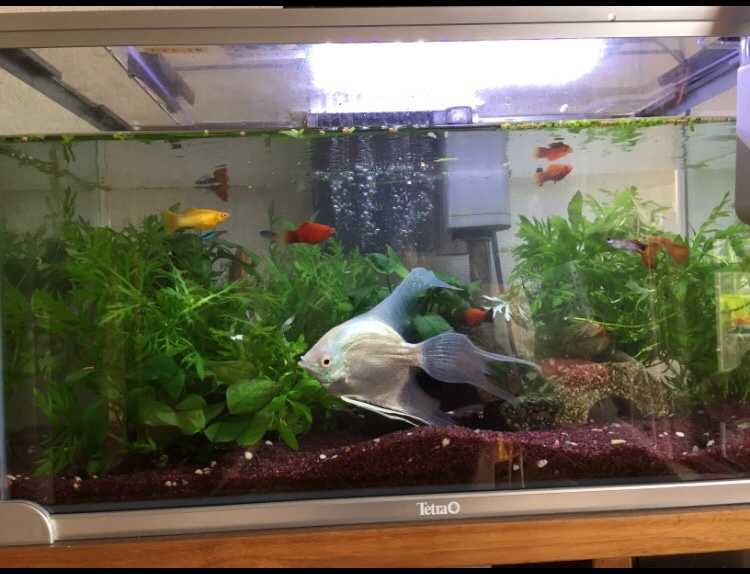 今年も話題の 熱帯魚 水草 ゼンスイ ライティキューブ２台 ベタ２匹 セット ブルー ピンク 本州四国限定 熱帯魚 Sportsmanskennels Com