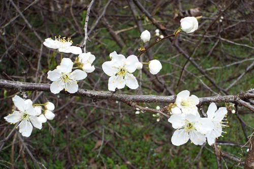 倒木に咲く花