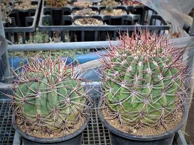 デンモザ・茜丸 | masakatoの植物雑記