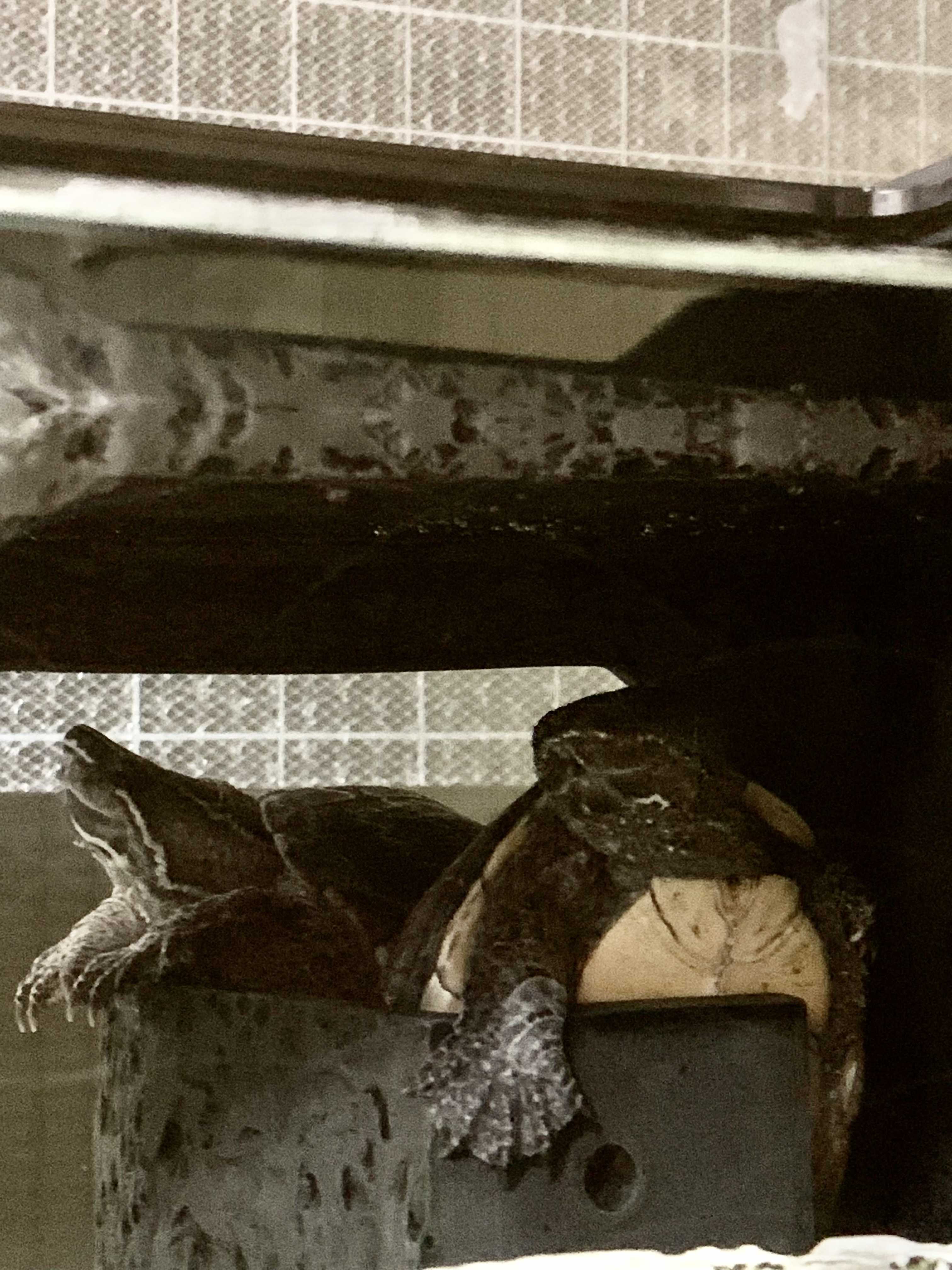 新着記事一覧 ミシシッピニオイガメのいる毎日 楽天ブログ