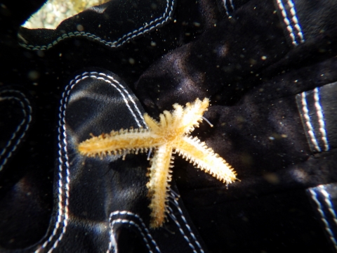 串本磯採集2017年4月中旬33　ヤツデヒトデ（Coscinasterias acutispina）の腹側