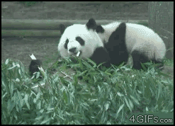 16 - 1asassdd.gif