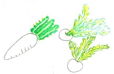 野菜2.jpg