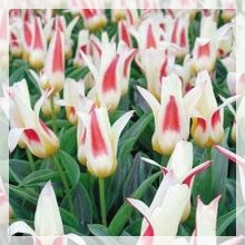 チューリップ ヨハンシュトラウス.jpg