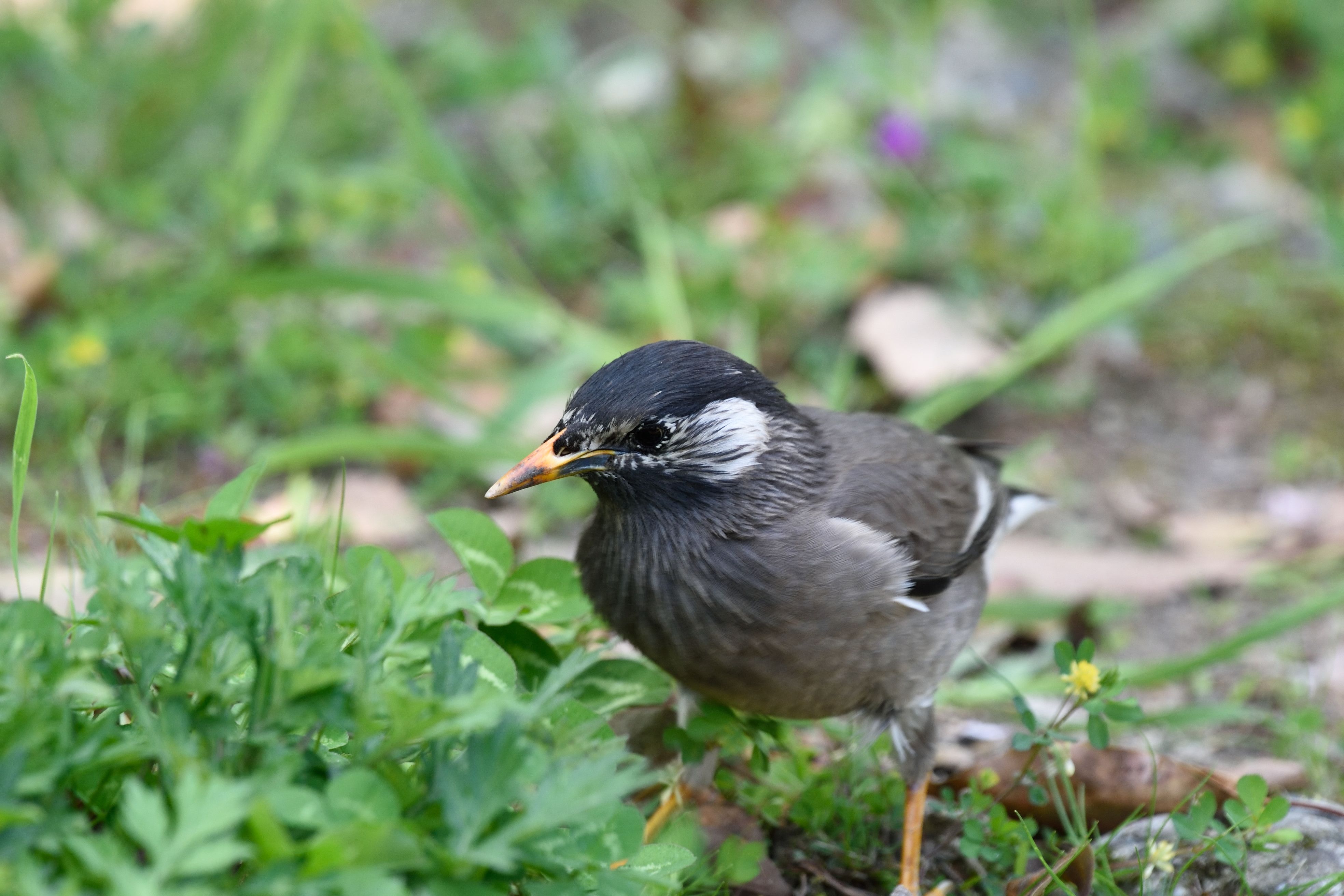 益鳥 害鳥 ムクドリ 花鳥風枝 楽天ブログ