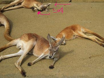 カンガルー.JPG