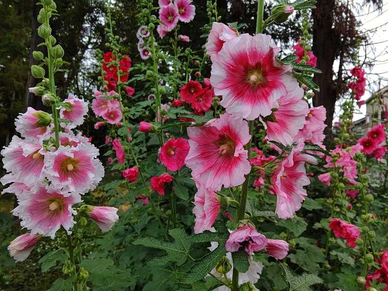 タチアオイ 立葵 第1346号 オータムリーフ 楽天ブログ