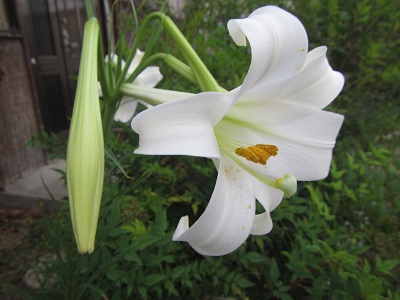 花１０.jpg