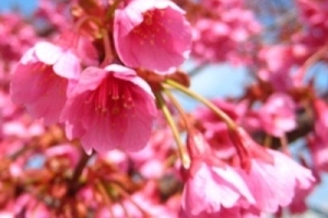 寒緋桜.jpg