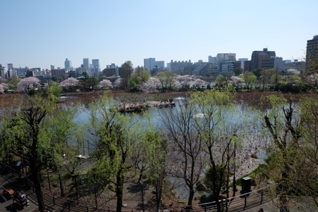 20150402-shinobazu.jpg